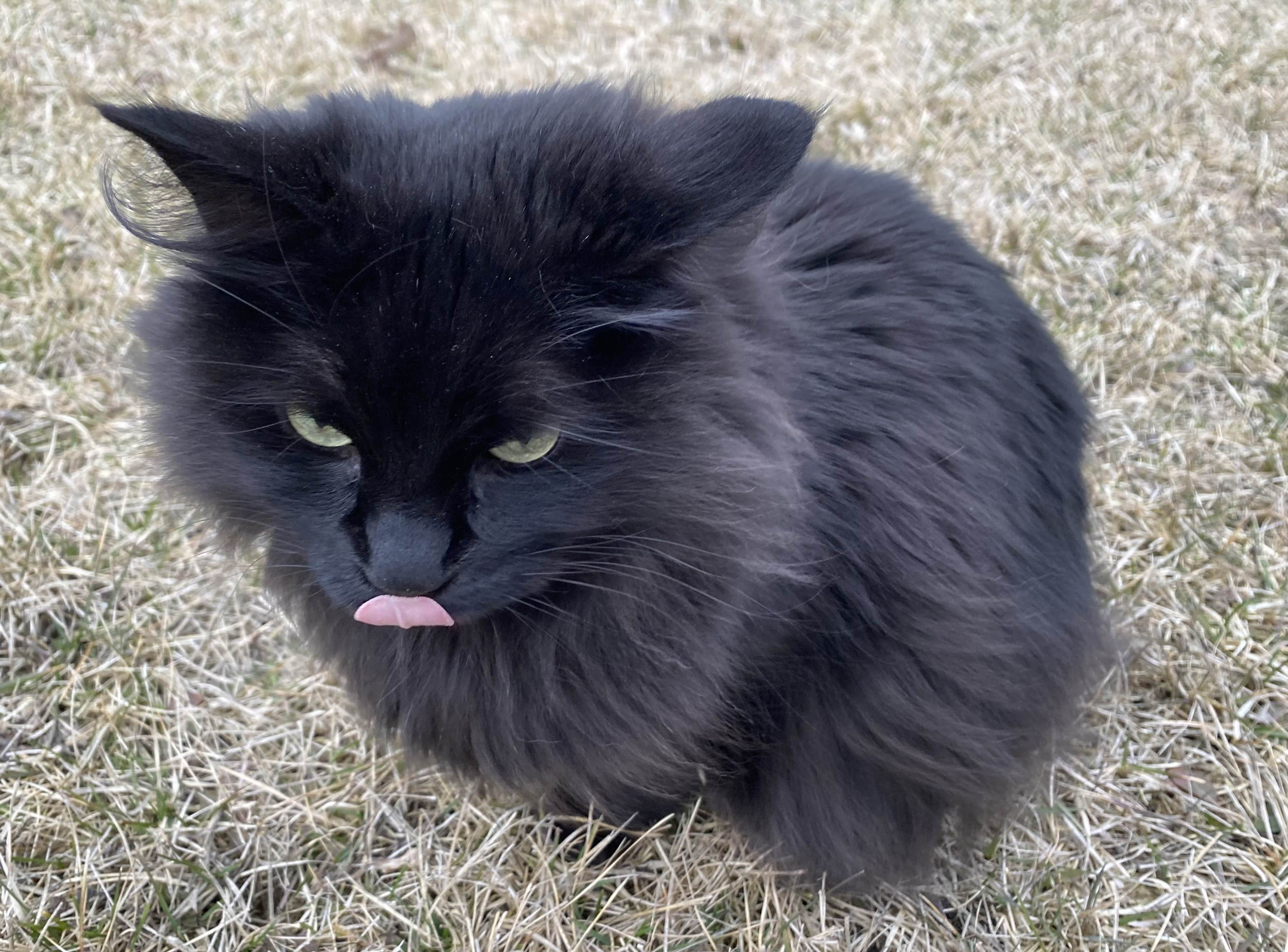 An image of a fluffy black cat on a patch of grass with her tongue sticking out.